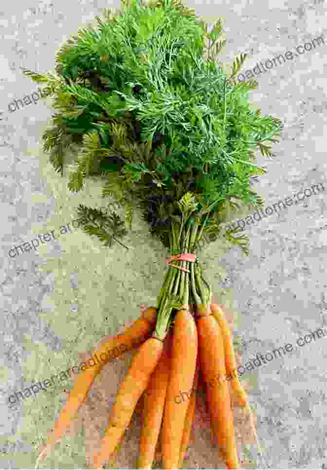 A Bunch Of Carrots With Their Green Tops Cucumber: A Short Illustrated Of Facts To Help Children Understand Fruits And Vegetables Illustrated And Educational For Children Aged 4 To 10 Years (Fun Facts On Fruits And Vegetables)