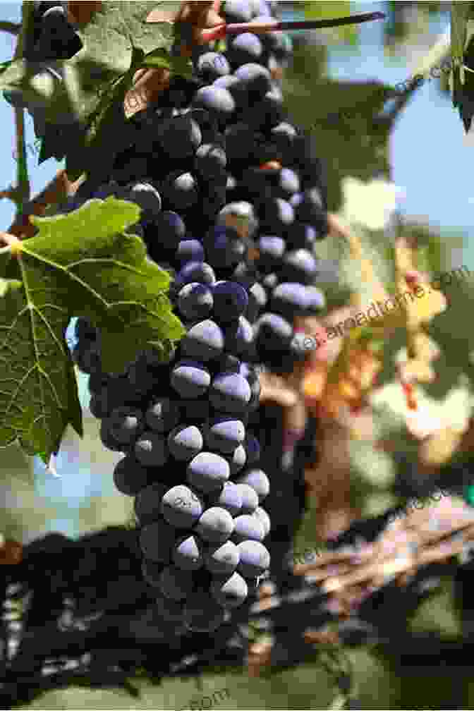 A Bunch Of Ripe Grapes On A Vine Grape: Fun Facts On Fruits And Vegetables 49