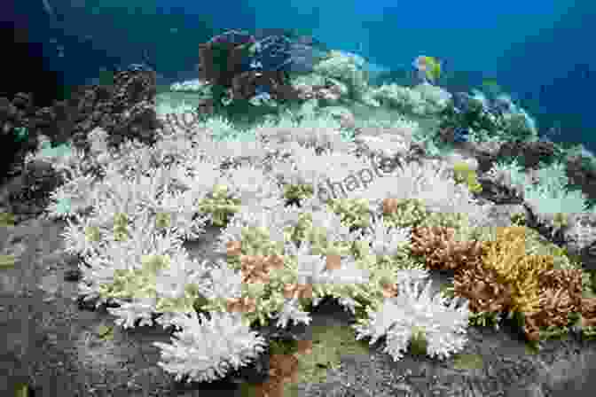 A Coral Reef That Has Been Bleached Global Warming: Discover Pictures And Facts About Global Warming For Kids