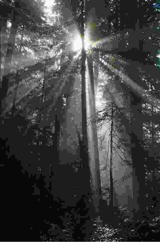 A Dark And Mysterious Forest, With Sunlight Filtering Through The Trees Forest Dreams Forest Nightmares: The Paradox Of Old Growth In The Inland West (Weyerhaeuser Environmental Books)