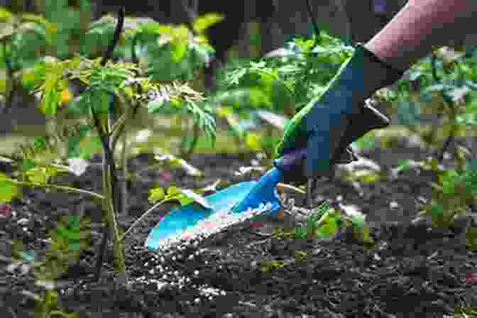 A Gardener Applying Organic Fertilizer Around The Base Of Plants, Enriching The Soil And Promoting Healthy Growth. GrowVeg: The Beginner S Guide To Easy Vegetable Gardening