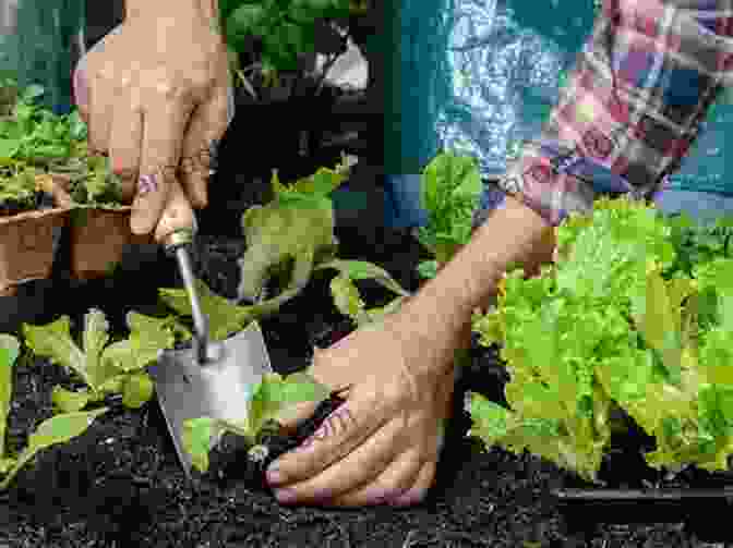 A Gardener Carefully Transplanting Seedlings Into Prepared Soil, Ensuring Proper Spacing And Depth. GrowVeg: The Beginner S Guide To Easy Vegetable Gardening