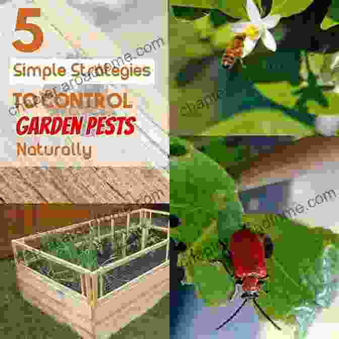 A Gardener Inspecting Leaves For Signs Of Pests, Armed With Knowledge To Implement Effective Pest Control Measures. GrowVeg: The Beginner S Guide To Easy Vegetable Gardening