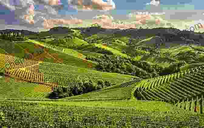 A Panoramic View Of The Rolling Vineyards Of Piedmont, Italy, Bathed In Golden Sunlight The World Of Wine In Piedmont (Essays)