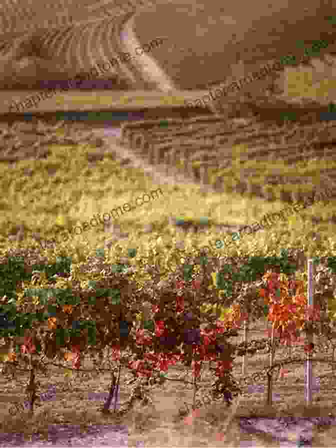 A Photograph Of A Vineyard In The Barbaresco Region, With Vines Trained On Trellises The World Of Wine In Piedmont (Essays)