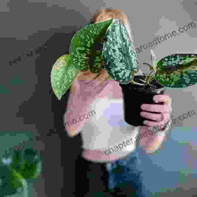 A Plant Enthusiast Examining A Houseplant For Signs Of Distress. Practical Houseplant Zia Allaway