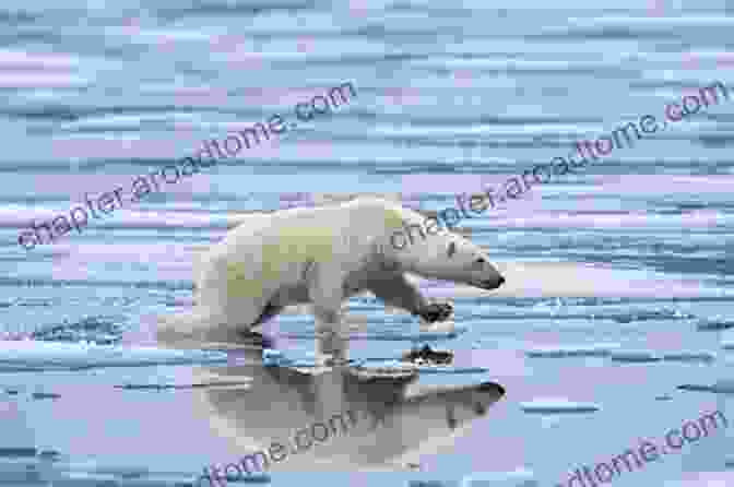 A Polar Bear On A Melting Ice Floe Global Warming: Discover Pictures And Facts About Global Warming For Kids