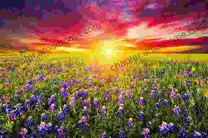 A Sweeping Panorama Of A Vibrant Bluebonnet Field Under A Cerulean Sky Texas Bluebonnets Sandra Kent