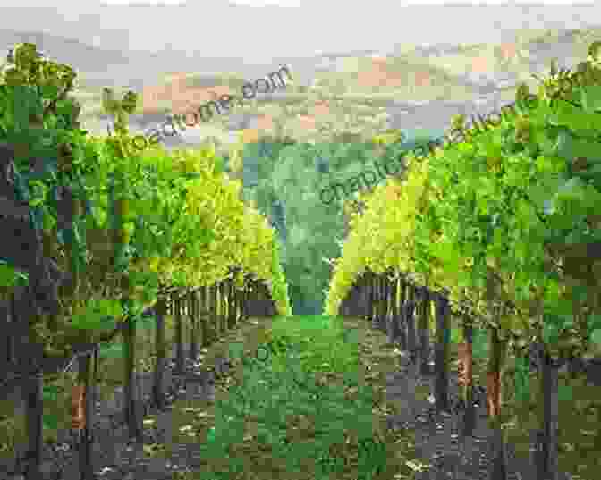 A Vineyard With Rows Of Grapevines Grape: Fun Facts On Fruits And Vegetables 49