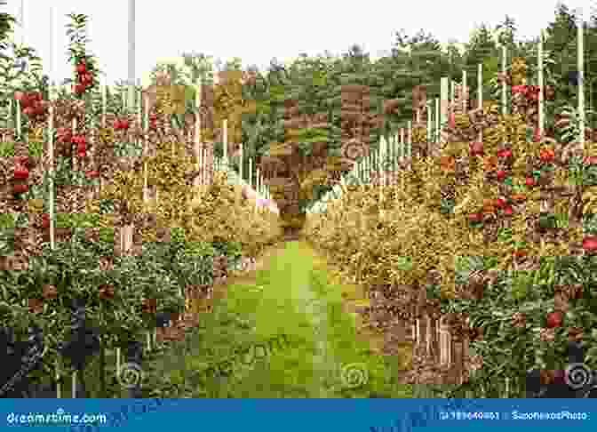 An Organic Apple Orchard, With Rows Of Apple Trees Flourishing In A Natural Setting. The Holistic Orchard: Tree Fruits And Berries The Biological Way