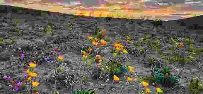 Close Up Of A Vibrant Wildflower Blooming In A Cold Desert, Surrounded By Rocky Terrain And Sparse Vegetation. Understanding Your Cold Deserts (Regions Of The World 2)