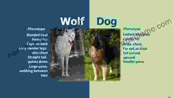 Comparison Of Wolf And Dog Physical Characteristics What Is A Dog? Raymond Coppinger