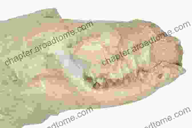 Fossil Of Hesperocyon, An Extinct Ancestor Of Modern Canids Canine Transcendence: The Scientific Impact Of The Canidae Species