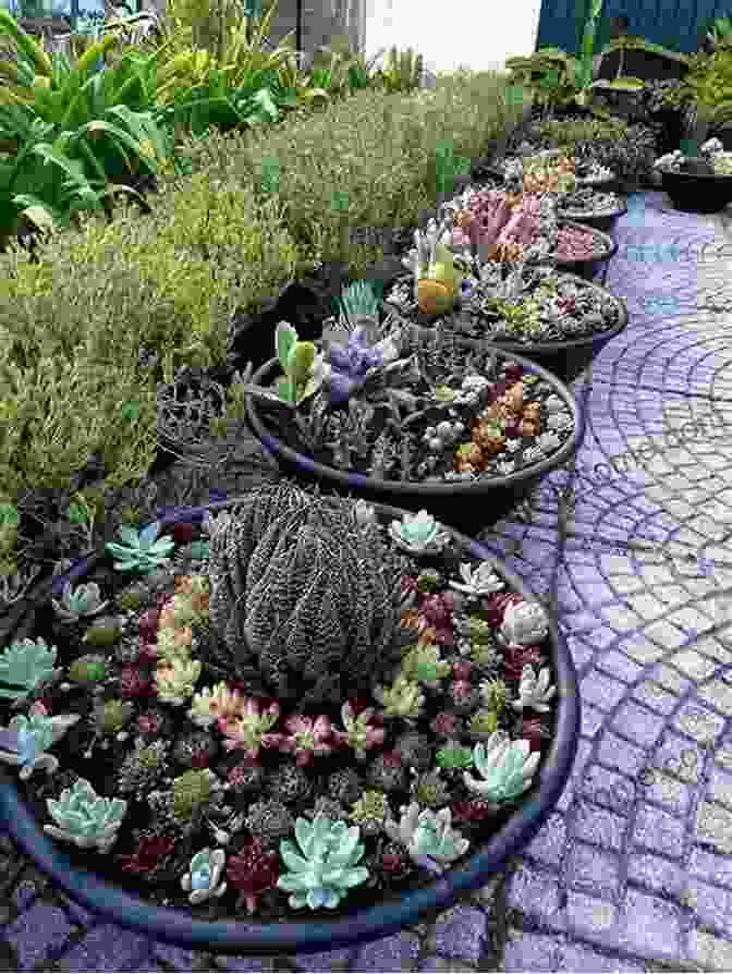 Graceful Dish Garden With A Mix Of Succulent Plants Miniature Moss Gardens: Create Your Own Japanese Container Gardens (Bonsai Kokedama Terrariums Dish Gardens)