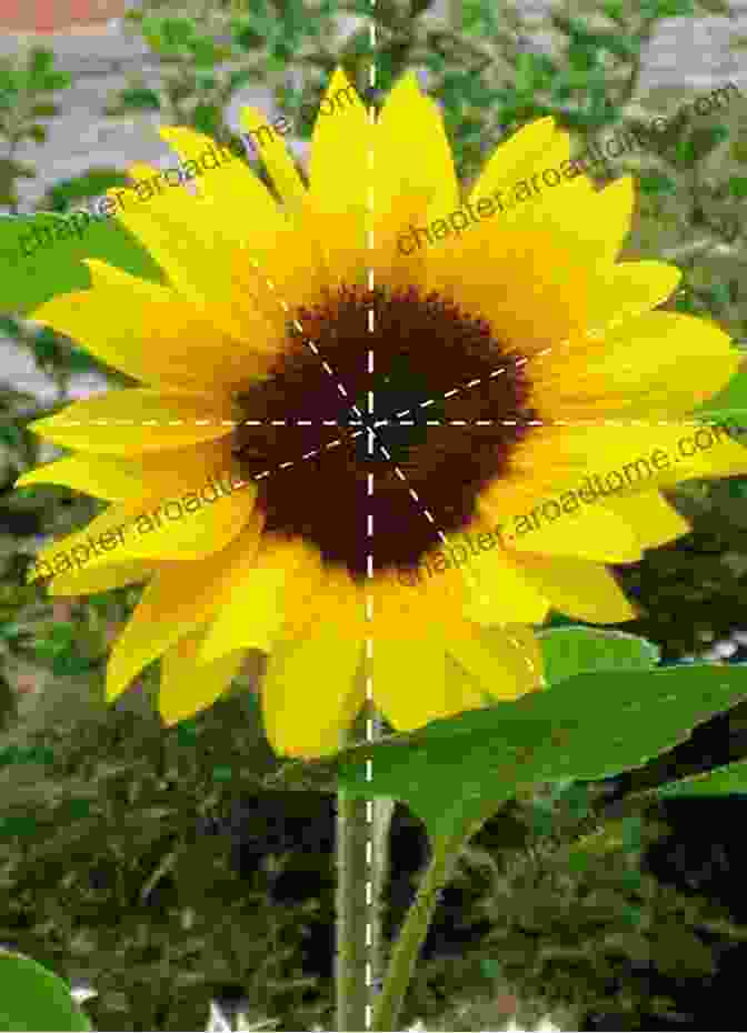 Image Of A Flower With Rotational Symmetry Mathematical Logic: On Numbers Sets Structures And Symmetry (Springer Graduate Texts In Philosophy 3)