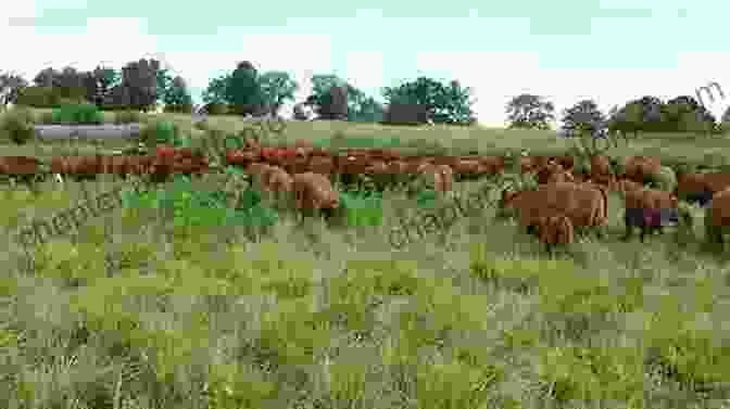 Organic Cattle Grazing In A Lush Pasture, Embodying The Principles Of Sustainable Agriculture Nutrition And Feeding Of Organic Cattle 2nd Edition