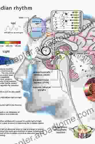 Disorders Of Sleep And Circadian Rhythms In Parkinson S Disease