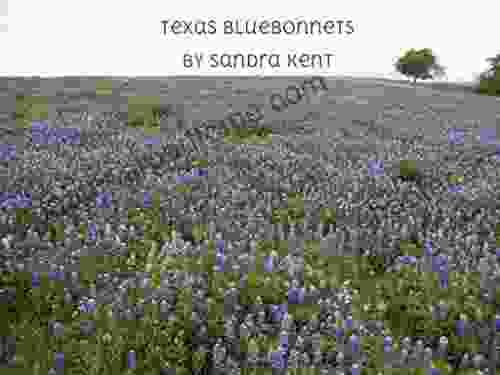 Texas Bluebonnets Sandra Kent